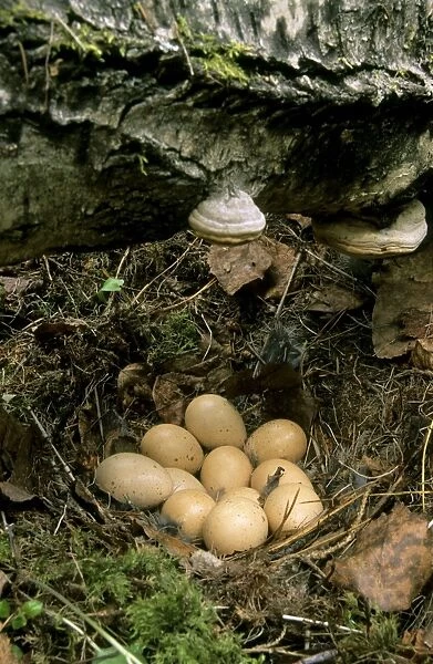 Hazel Hen, - Eggs in typical nest; common but very difficult to find in taiga-forest near river Negustyah, a tributary of river Bolshoi Ugan, near Ugut settlement; Uganskii Nat. reserve, Siberia, Russia; spring Ug37. 0393