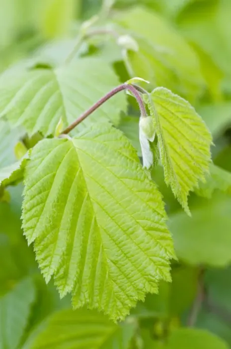 Framed Print : Hazel Leaves - fresh leaves in spring - Lincolnshire - UK Framed Print : Hazel Leaves - fresh leaves in spring - Lincolnshire - UK
