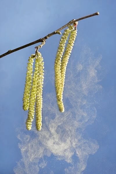 Hazel - male catkins in wind with pollen