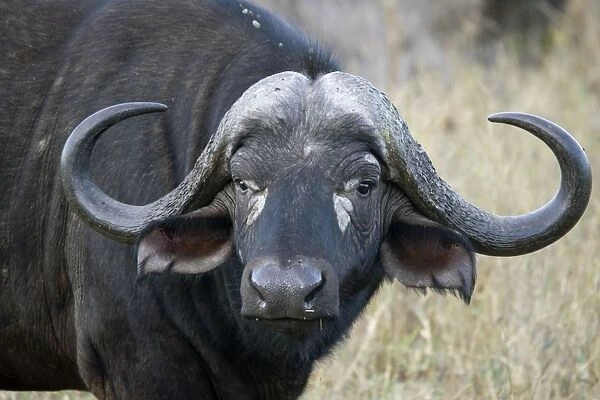 Head of African buffalo - Tsavo West National Park Kenya Africa