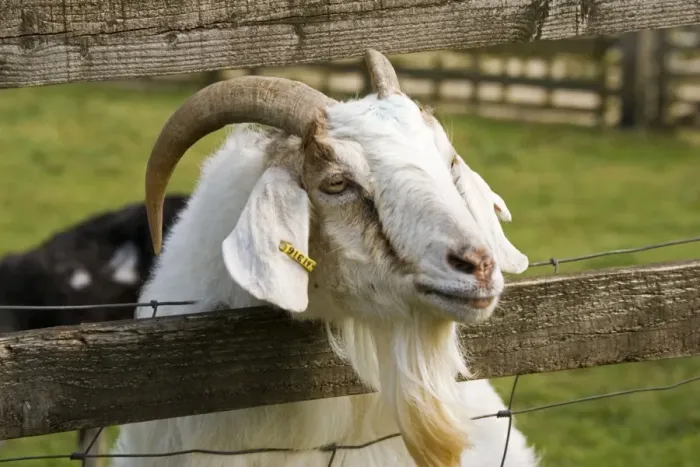 Framed Print : Head of Billy goat peering through fence. Rare Breed Trust Cotswold Farm Park Framed Print : Head of Billy goat peering through fence. Rare Breed Trust Cotswold Farm Park