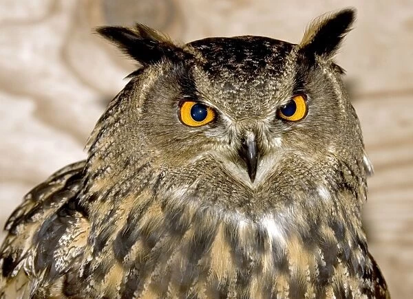 Head of Eagle Owl