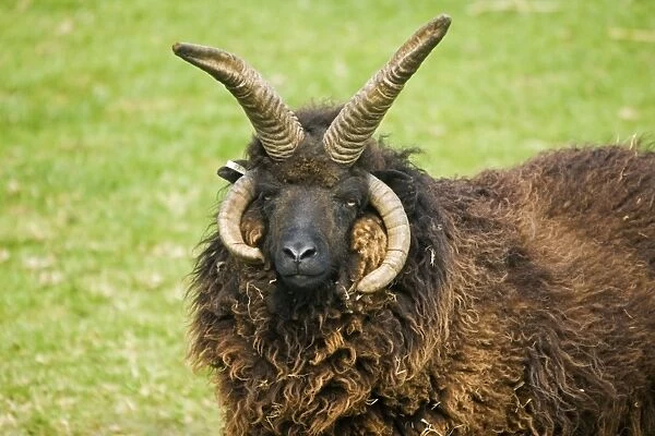 Head of four horned Hebridian  /  St Kilda sheep. Rare Breed Trust Cotswold Farm Park - UK