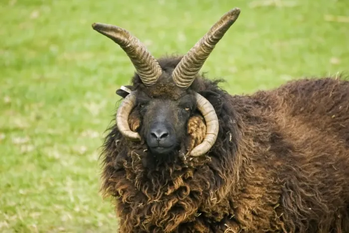 Framed Print : Head of four horned Hebridian / St Kilda sheep. Rare Breed Trust Cotswold Farm Park - UK Framed Print : Head of four horned Hebridian / St Kilda sheep. Rare Breed Trust Cotswold Farm Park - UK