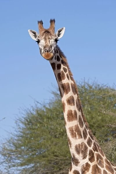 Head and neck of Maasai Giraffe - Nguuni Nature Reserve Mombasa Kenya