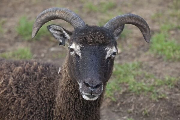 Head of Soay sheep - Cotswold Farm Park - Temple Guiting - UK