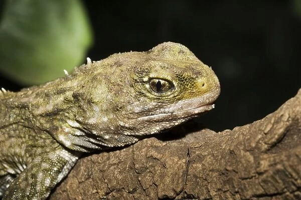 Head of Tuatara lizard. Rainbow Springs North Island New Zealand. Sphenodon is an ancient survivor from the Juassic period - the age of dinasaurs amd survives in limited numbers on some of New Zealands outlying islands where predators have been