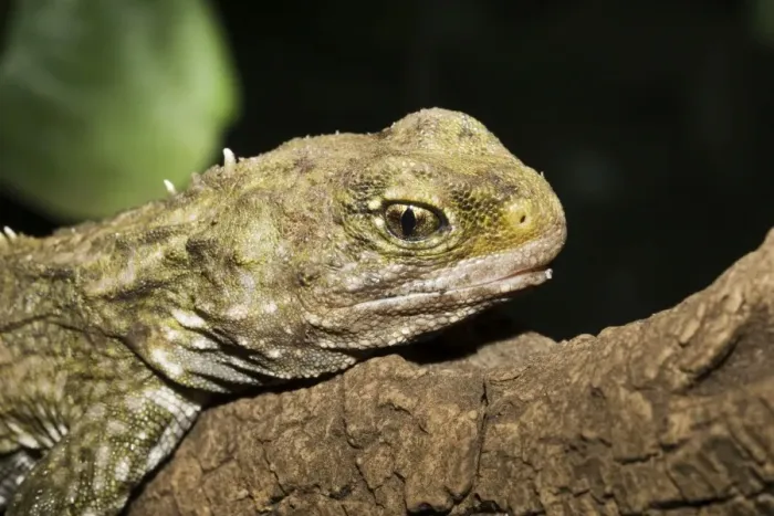 Framed Print : Head of Tuatara lizard. Rainbow Springs North Island New Zealand. Sphenodon is an ancient survivor from the Juassic period - the age of dinasaurs amd survives in limited numbers on some of New Zealands outlying islands where predators have been Framed Print : Head of Tuatara lizard. Rainbow Springs North Island New Zealand. Sphenodon is an ancient survivor from the Juassic period - the age of dinasaurs amd survives in limited numbers on some of New Zealands outlying islands where predators have been
