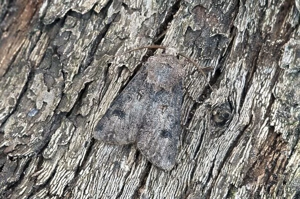 Heart and Dart Moth - Lincolnshire - England