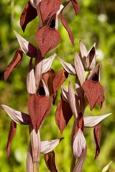 Heart-flowered Tongue Orchid - Corsica, France