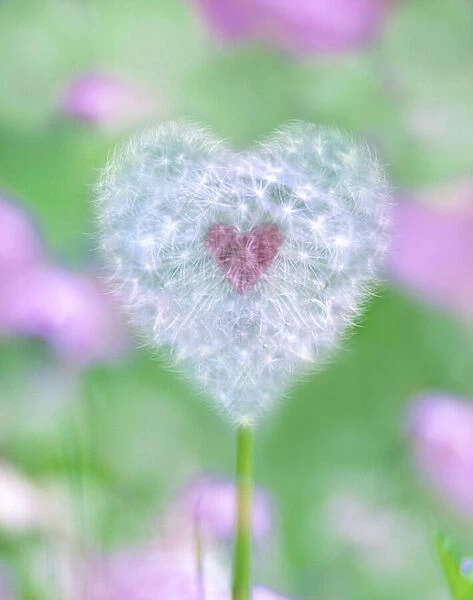 Heart shaped Dandelion seed head with pink heart