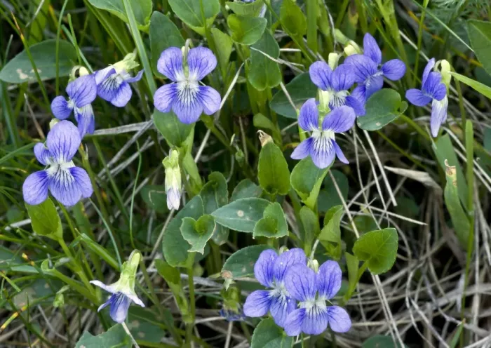 Framed Print : Heath Dog-violet - in flower