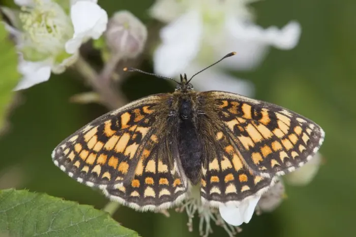 Framed Print : Heath Fritillary Butterfly - on bramble - UK Framed Print : Heath Fritillary Butterfly - on bramble - UK