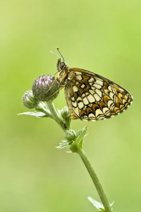 Framed Print : Heath Fritillary - Resting on plant - Bukk National Park - Hungary Framed Print : Heath Fritillary - Resting on plant - Bukk National Park - Hungary