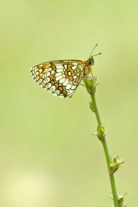 Framed Print : Heath fritillary Underside, resting on plant Bukk National Park Hungary Framed Print : Heath fritillary Underside, resting on plant Bukk National Park Hungary