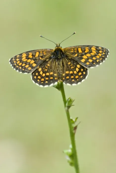Framed Print : Heath fritillary Upperside Bukk National Park Hungary Framed Print : Heath fritillary Upperside Bukk National Park Hungary