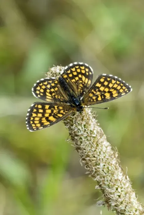 Framed Print : Heath fritillary Upperside, resting on seed head Aggtelek National Park Hungary Framed Print : Heath fritillary Upperside, resting on seed head Aggtelek National Park Hungary