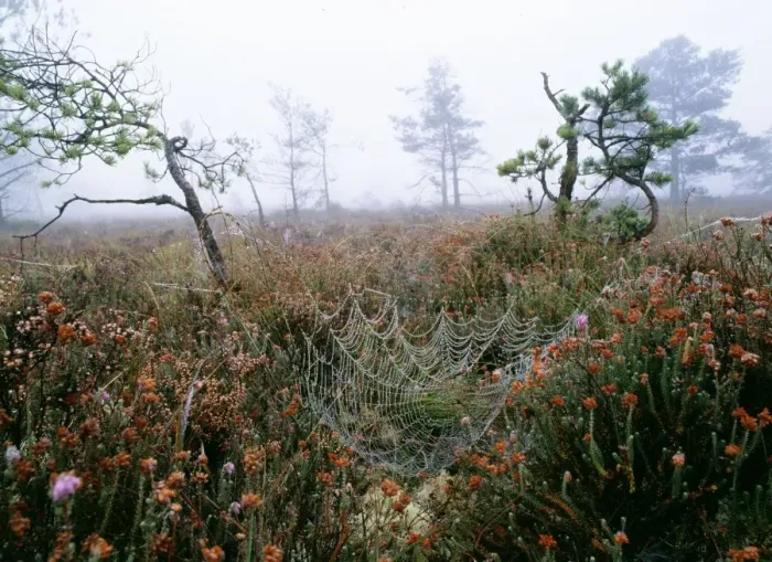 Framed Print : Heath Morden bog NNR. on misty autumn morning, Dorset, UK Framed Print : Heath Morden bog NNR. on misty autumn morning, Dorset, UK