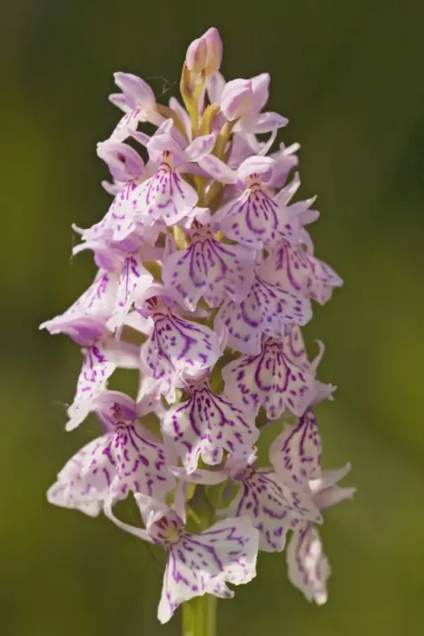Framed Print : Heath Spotted-Orchid Framed Print : Heath Spotted-Orchid