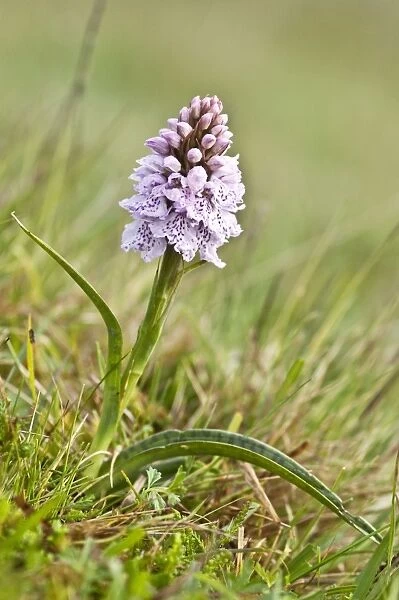 Heath Spotted Orchid - Berneray - Outer Hebrides - Scotland