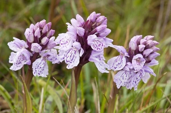 Heath Spotted Orchid - Close up of three flower heads - Berneray - Outer Hebrides - Scotland