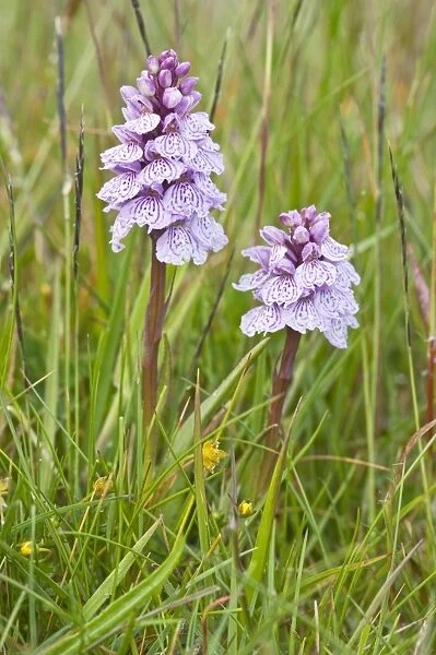 Heath Spotted Orchids - two flower spikes - Berneray - Outer Hebrides - Scotland