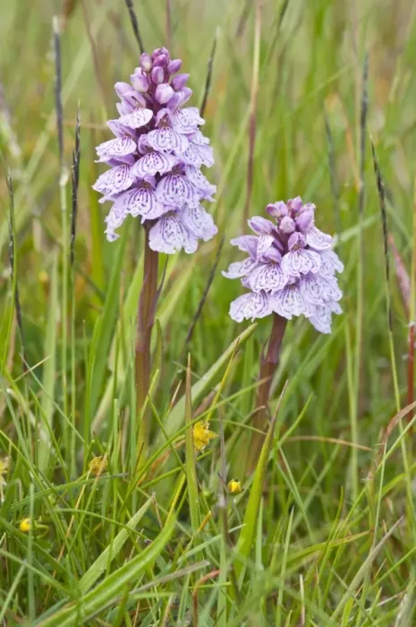Framed Print : Heath Spotted Orchids - two flower spikes - Berneray - Outer Hebrides - Scotland Framed Print : Heath Spotted Orchids - two flower spikes - Berneray - Outer Hebrides - Scotland