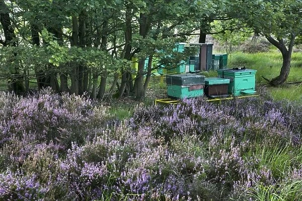 Heather - with Apiculture shown in background