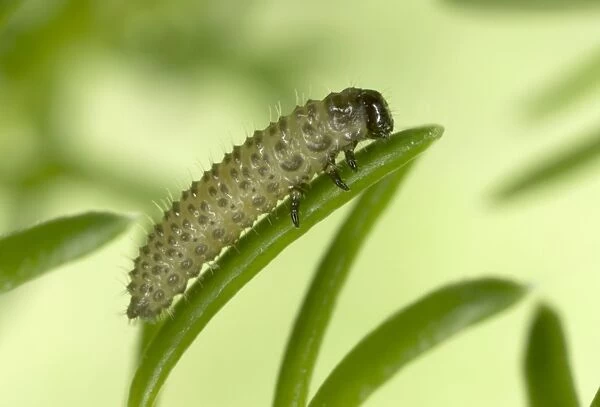 Heather Beetle larva - Damages native Heather in Scotland Location: Scotland, UK