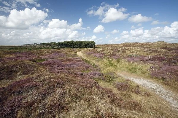 Heather - in blossom - and Alder Tree copse - sand dune nature reserve - Island of Texel - Holland