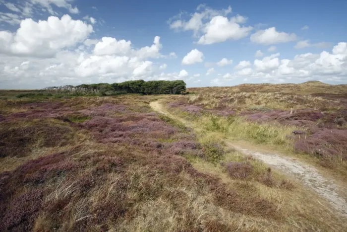 Framed Print : Heather - in blossom - and Alder Tree copse - sand dune nature reserve - Island of Texel - Holland Framed Print : Heather - in blossom - and Alder Tree copse - sand dune nature reserve - Island of Texel - Holland