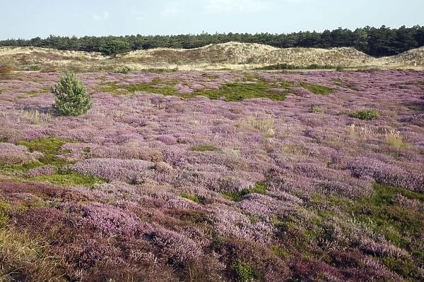 Heather - in blossom - sand dune nature reserve - Island of Texel - Holland