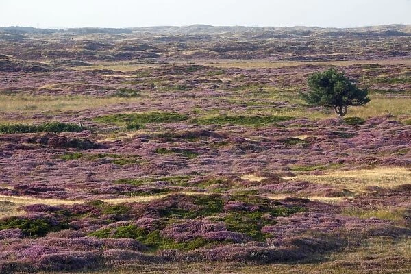 Heather - in blossom - sand dune nature reserve - Island of Texel - Holland