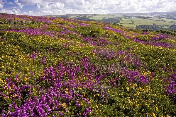 Heather - in full flower - Exmoor moorland in late summer - with Western Gorse and Bell above Countisbury - Devon