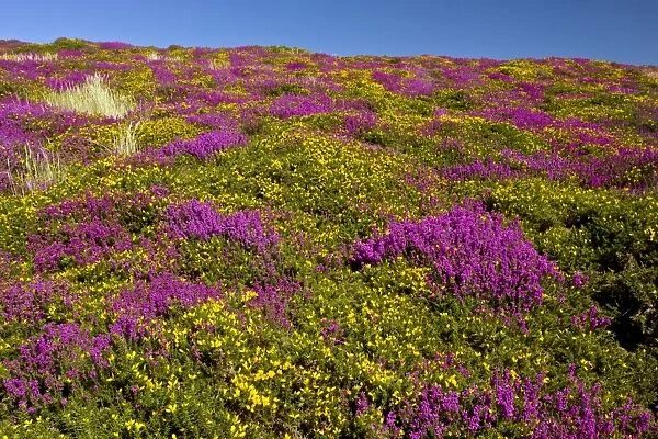 Heather - in full flower - Exmoor moorland in late summer - with Western Gorse and Bell above Countisbury - Devon