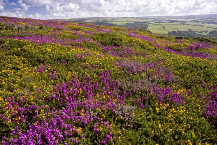 Framed Print : Heather - in full flower - Exmoor moorland in late summer - with Western Gorse and Bell above Countisbury - Devon Framed Print : Heather - in full flower - Exmoor moorland in late summer - with Western Gorse and Bell above Countisbury - Devon