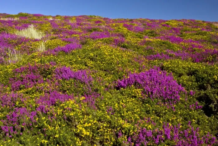 Framed Print : Heather - in full flower - Exmoor moorland in late summer - with Western Gorse and Bell above Countisbury - Devon Framed Print : Heather - in full flower - Exmoor moorland in late summer - with Western Gorse and Bell above Countisbury - Devon