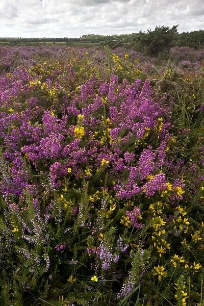 Heathland with Bell Heather - Ling and Dwarf Gorse on Slepe Heath - Purbeck - Dorset