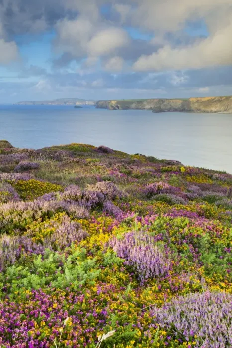 Framed Print : Heathland - North Cliffs - near Camborne - Cornwall - UK Framed Print : Heathland - North Cliffs - near Camborne - Cornwall - UK
