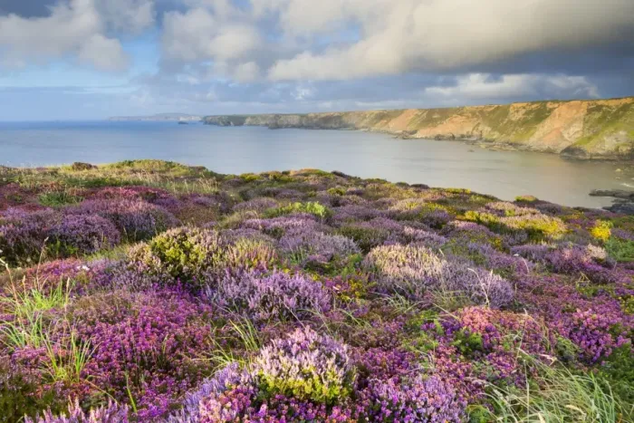 Framed Print : Heathland - North Cliffs - near Camborne - Cornwall - UK Framed Print : Heathland - North Cliffs - near Camborne - Cornwall - UK