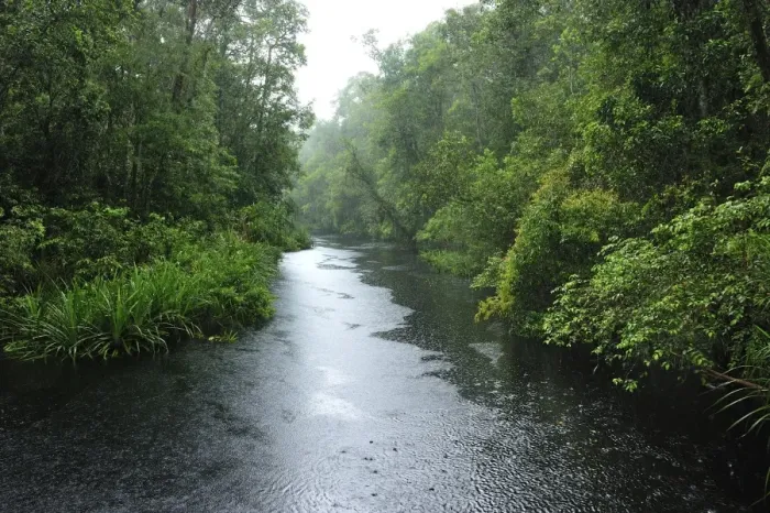 Framed Print : Heavy rain - blackwater river on the way to Camp Leakey - Tanjung Puting National Park - Kalimantan - Borneo - Indonesia Framed Print : Heavy rain - blackwater river on the way to Camp Leakey - Tanjung Puting National Park - Kalimantan - Borneo - Indonesia