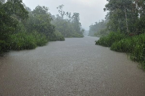 heavy rain - Sekonyer river with forest - Tanjung Puting National Park - Kalimantan - Borneo - Indonesia