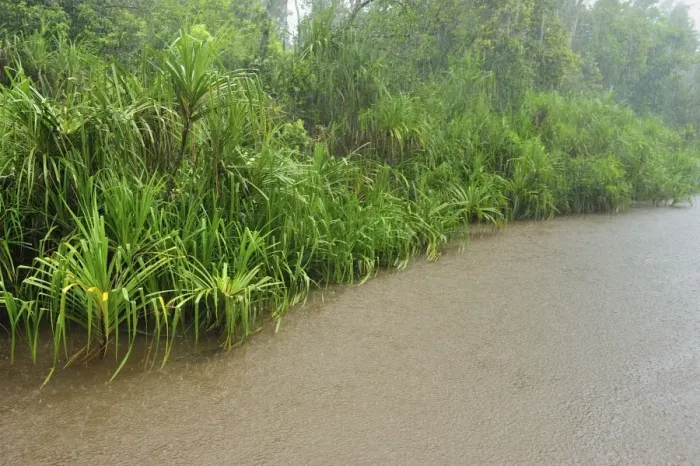 Framed Print : heavy rain - Sekonyer river with forest - Tanjung Puting National Park - Kalimantan - Borneo - Indonesia