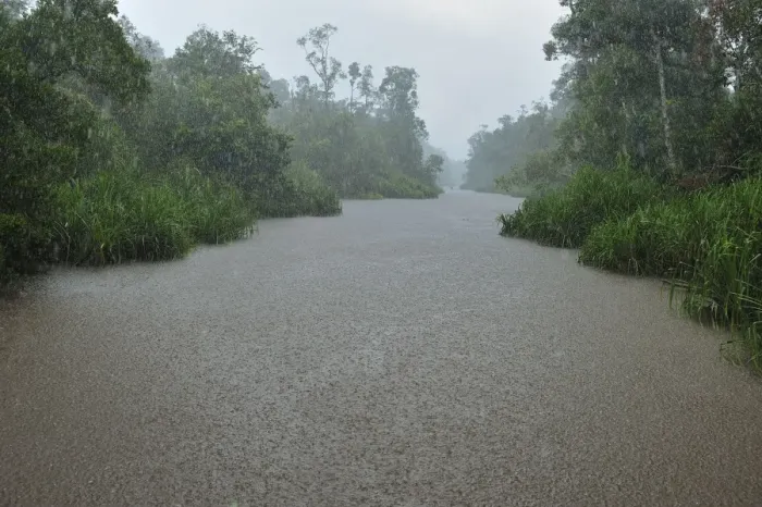 Framed Print : heavy rain - Sekonyer river with forest - Tanjung Puting National Park - Kalimantan - Borneo - Indonesia Framed Print : heavy rain - Sekonyer river with forest - Tanjung Puting National Park - Kalimantan - Borneo - Indonesia