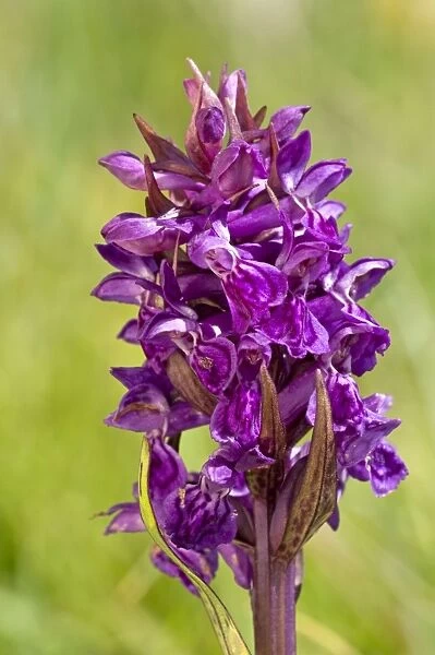 Hebridean Marsh-orchid - Close up of flower - Edemic to North Uist - Outer Hebrides - Scotland