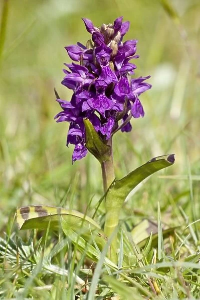 Hebridean Marsh Orchid - Edemic to North Uist - Outer Hebrides - Scotland