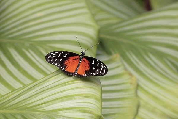 Hecales Longwing Butterfly - resting on leaf, Emmen, Holland