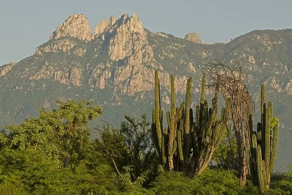 Hecho Cactus and Sierra Madre Mountains near Alamos - Sonora - Mexico