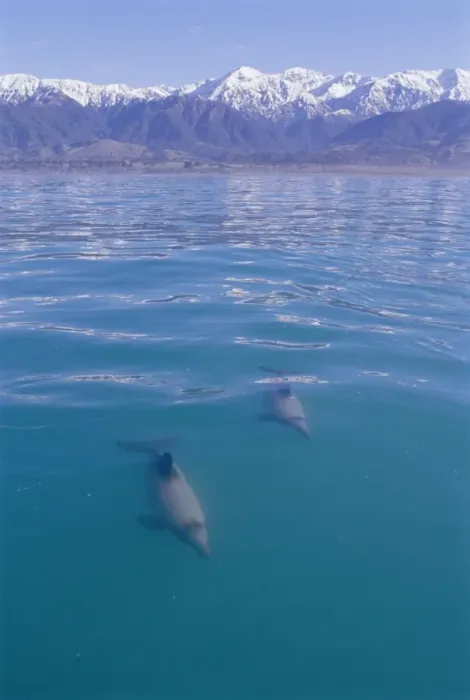 Framed Print : Hectors Dolphin Framed Print : Hectors Dolphin