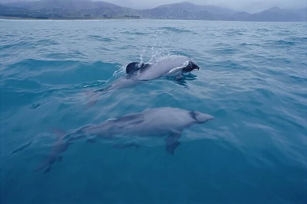 Hectors dolphin (Cephalorhynchus hectori). Kaikoura, South Island, New Zealand